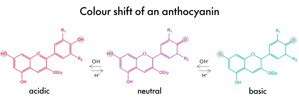 Color shift of an anthocyanin.