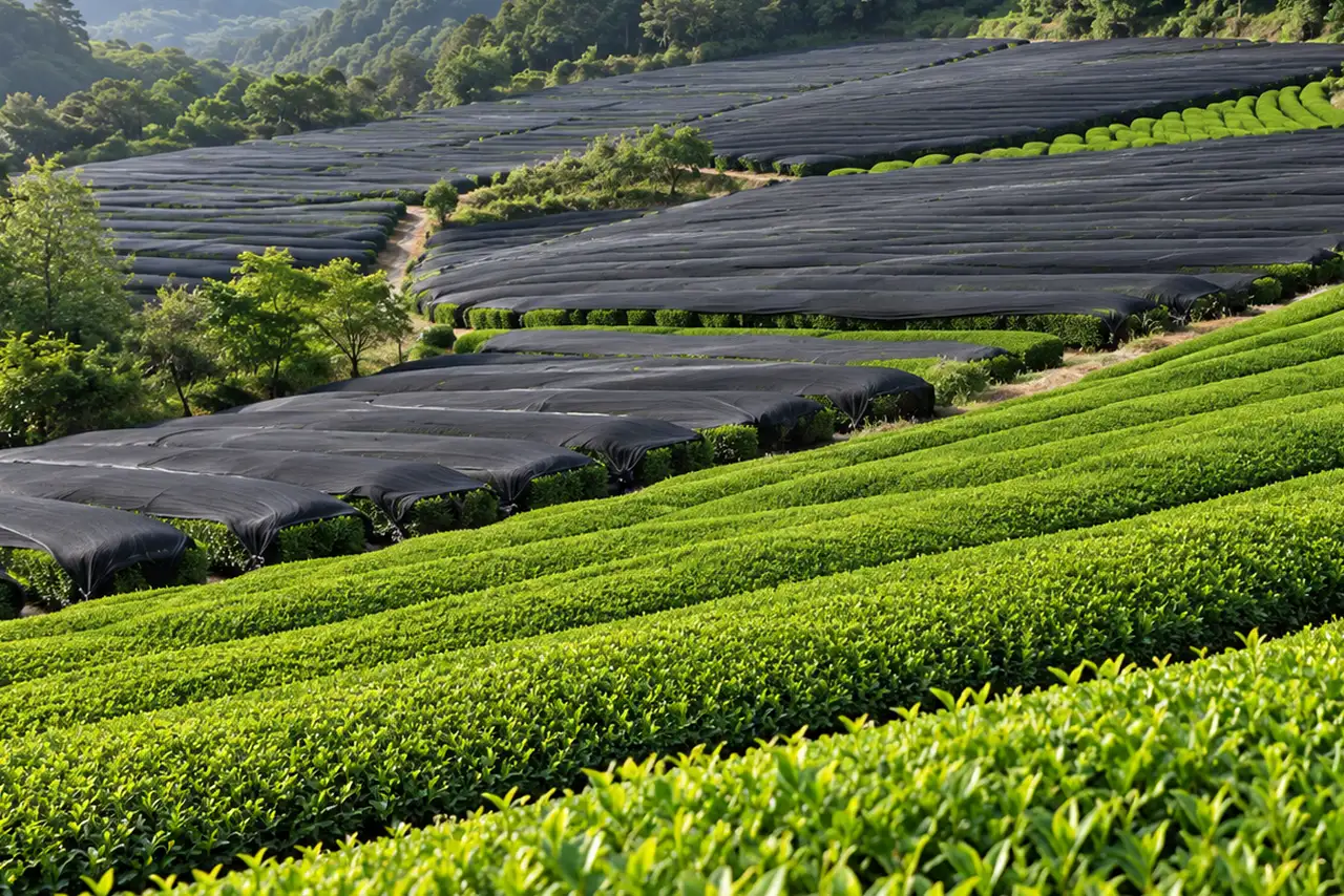 Rows of neatly pruned tea plants with black shade nets in a matcha tea garden.