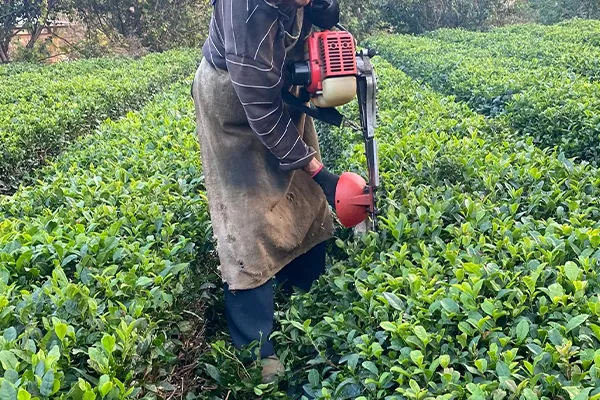 Worker pruning tea plants with a powered trimmer in a tea garden.