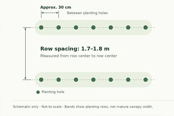Single-row tea planting diagram showing 1.7–1.8 m between rows, approximately 30 cm between planting holes, and 1–2 plants per hole.