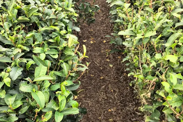 Soil surface between two rows of tea plants.